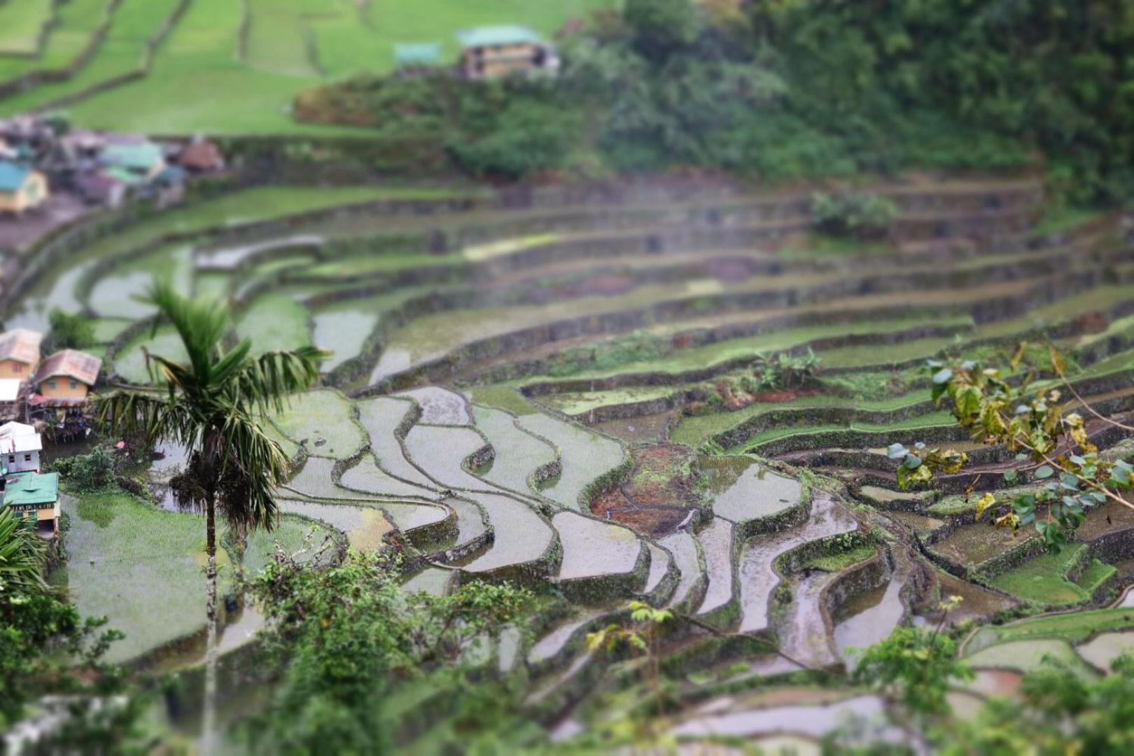 Batad Pension And Restaurant Banaue Eksteriør bilde
